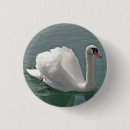 Zoek naar zwanen buttons Voor iedereen