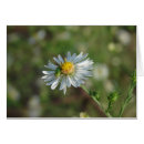 Zoek naar margriet kaarten Insect