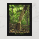 Zoek naar bever briefkaarten Wild