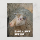 Zoek naar leuke schapen briefkaarten Boerderij