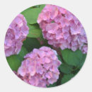 Zoek naar hydrangea hortensia stickers Voor iedereen