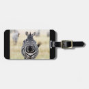 Zoek naar zebra fotografie Dier