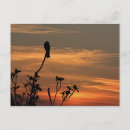 Zoek naar zonsondergang briefkaarten Landschap