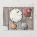 Zoek naar treasures briefkaarten Zanddollar