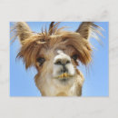 Zoek naar alpaca briefkaarten Grappig