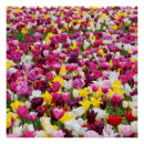 Zoek naar tulpen posters Natuur
