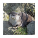 Zoek naar otter tegels Wilde dieren