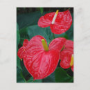 Zoek naar anthurium briefkaarten Bloem
