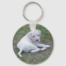 Zoek naar amerikaanse bulldog sleutelhangers Puppy