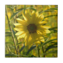 Zoek naar gloed tegels Keramisch