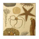 Zoek naar anemone tegels Algen