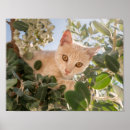 Zoek naar kat in boom posters Voor haar