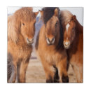 Zoek naar ijslands tegels Equus caballus