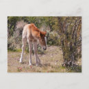 Zoek naar newborn briefkaarten Wild