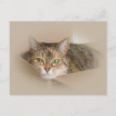 Zoek naar pussycat briefkaarten Dier
