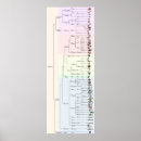 Zoek naar evolutie boom kunst Dieren