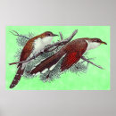 Zoek naar koekoek posters Vogel