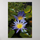 Zoek naar waterlelie posters Tropische bloemen