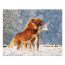 Zoek naar winter dieren posters Voor kinderen