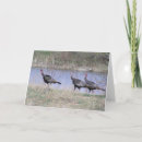 Zoek naar gevogelte kaarten Kalkoenen