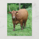 Zoek naar runderen briefkaarten Koe