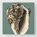 Zoek naar shell klokken Oceaan