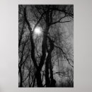 Zoek naar boom silhouet posters Monochroom