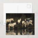 Zoek naar ponies briefkaarten Dieren
