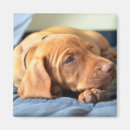 Zoek naar vizsla magneten Puppy