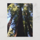 Zoek naar reuzen briefkaarten Roodhoutbomen