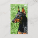 Zoek naar doberman visitekaartjes Puppies