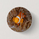 Zoek naar anemonen buttons Clown fish