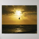 Zoek naar zeemeeuw posters Ocean