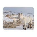 Zoek naar ijslandse paarden geschenken Equus caballus