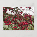 Zoek naar berries briefkaarten Rood