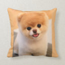 Zoek naar pomeranians kussens Puppy