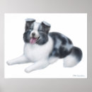 Zoek naar australian shepherd kunst Merle