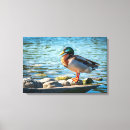 Zoek naar eend kunst Voor iedereen