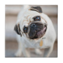 Zoek naar nieuwsgierig tegels Dier