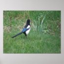 Zoek naar eksters posters Magpie