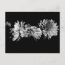 Zoek naar witte dahlia briefkaarten Tuin