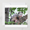 Zoek naar possum kaarten Wilde dieren