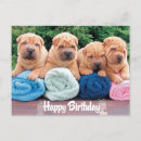 Zoek naar chinese shar pei briefkaarten Puppies