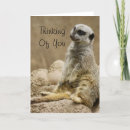 Zoek naar meerkat kaarten Kruiper