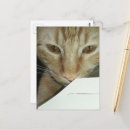 Zoek naar poes briefkaarten Uniek