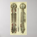 Zoek naar anatomie hersenen posters Zenuwstelsel