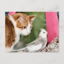 Zoek naar kakkerlak briefkaarten Schattig