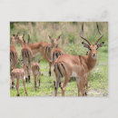 Zoek naar impala briefkaarten Dieren