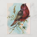 Zoek naar rode vink briefkaarten Huis