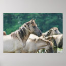 Zoek naar knipsel posters Paard